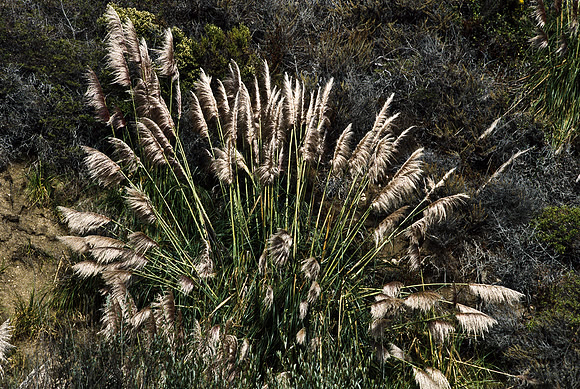 47940_B17_SL_COLOR_COAST_CA_97_13.jpg