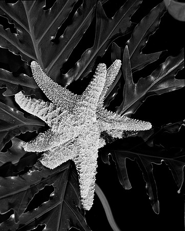 4754_FM_4X5_BW_SHELLS_MIX_FL_04_08.jpg