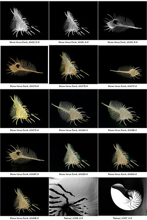 Shells_Contact_Sheet_07