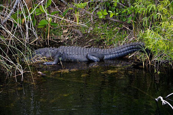 84673_ZV4N_1385_Everglades_Shark_Valley_FL_USA