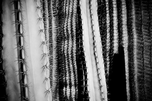 0031_La_Arizona_5L8Y5410