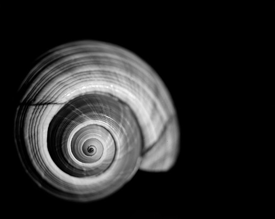 42424_Shells_A