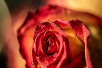 20140722_Roses_Dry_Studio_Shots_CG3P0256