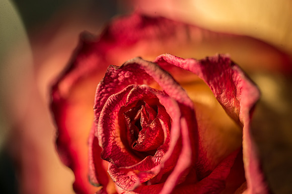 20140722_Roses_Dry_Studio_Shots_CG3P0256