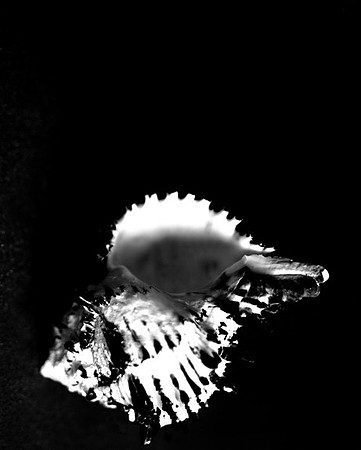 42456_Black_Murex_Shells_D