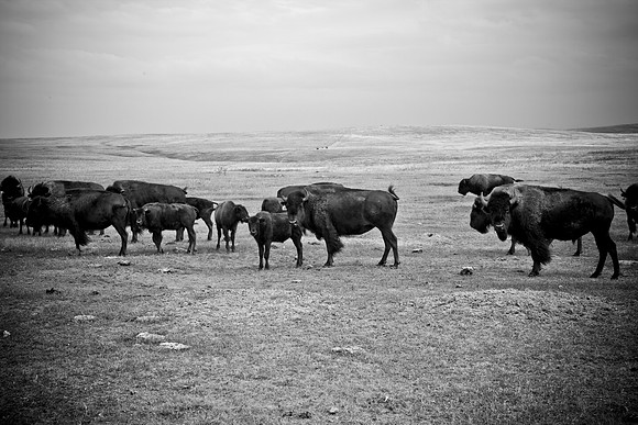 0044_North_Dacota_Fargo_to_South_Rapid_City_TO_CHEYENNE_5L8Y4158