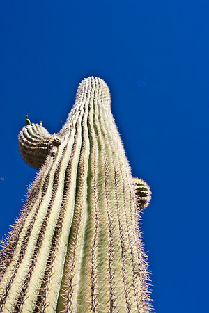 0031_La_Arizona_5L8Y5396