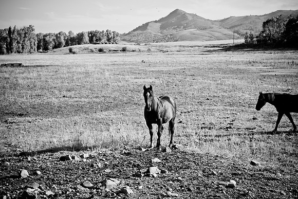 0020_Wyonming_To_Ketchem_Sun_Valley_ID_5L8Y7428