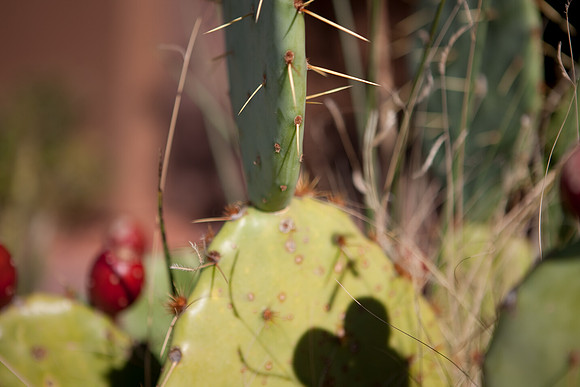 20080916_DVD57_DG_USA_Sedona_7499_full_blead