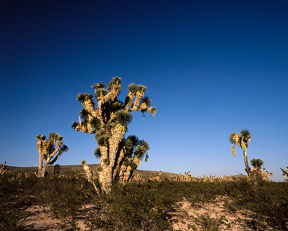 4000_20080719_ADS_Mexican_Landscape_Mexico_175