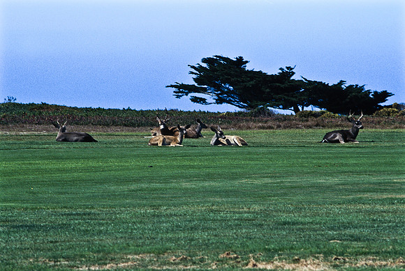 47938_B17_SL_COLOR_17M_DRIVE_CA_97_ CARMEL_CA_97_16.jpg