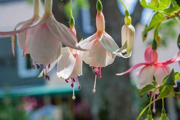 20060617_Connecticut_ZV4N0221