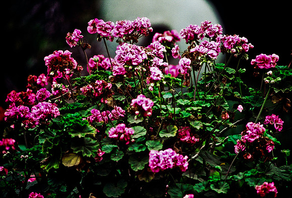 47388_B3_SL_COLOR_SURROUNDINGS_NE_97_19.jpg