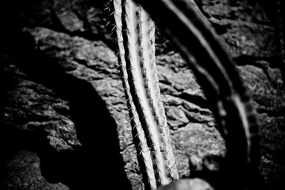 0031_La_Arizona_5L8Y5506