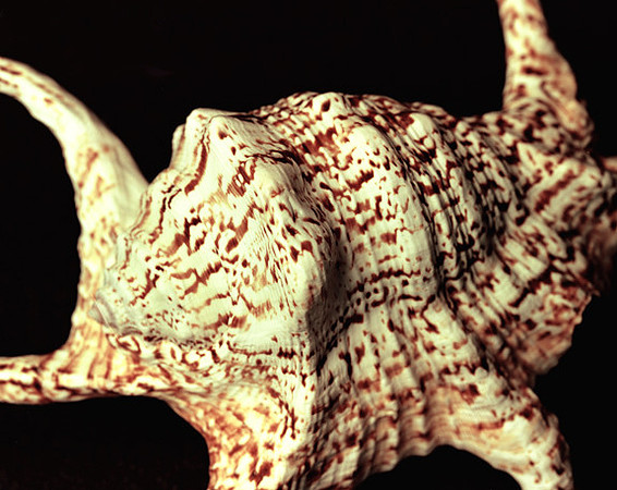 42481_A_Shells_