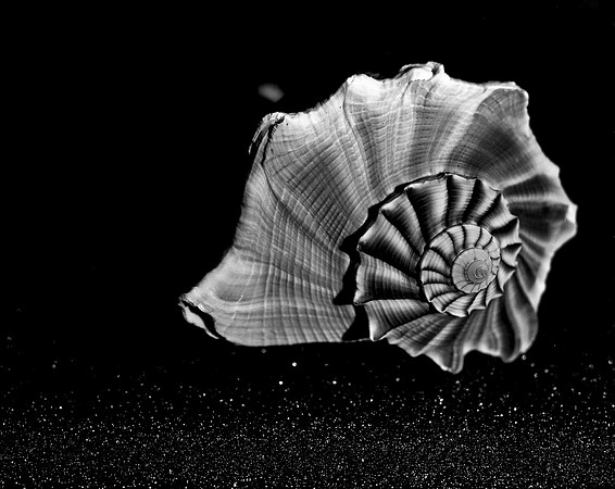 42435_FM_4X5_BW_WHELK_SHELLS_FL_04_06.jpg