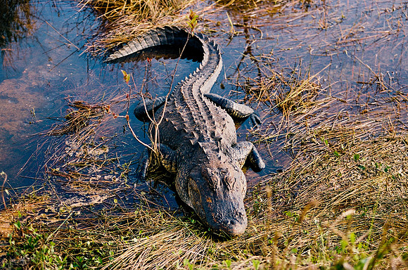 84694_EVERGLADES 33939__Azuley-R7-30A