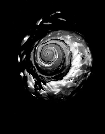 42446_FM_4X5_BW_NATNAUT_SHELLS_FL_04_01.jpg
