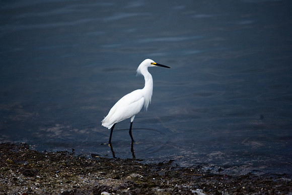 85540_ZV4N7105_Miami_To_Sanibel_Island_FL_Sanibel_FL_USA