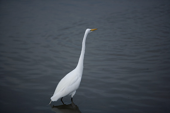 85545_ZV4N_7152_Miami_To_Sanibel_Island_FL