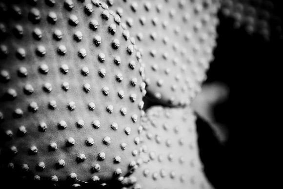 0031_DG_Cactus_Scottsdale_AZ_USA_2009_5L8Y5263