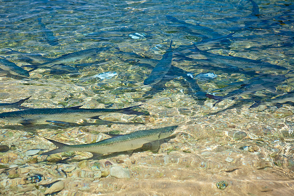 3876_DG_Cayman_Island_Caribbean_ZV4N0713