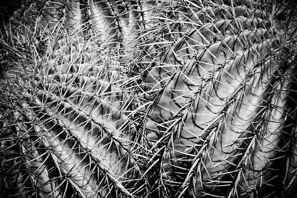 0031_La_Arizona_5L8Y5231