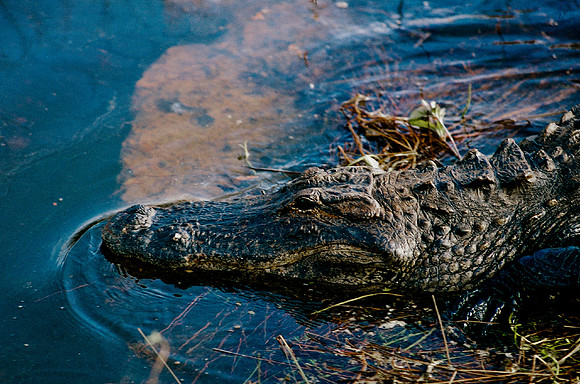 84694_EVERGLADES 33942__Azuley-R8-7