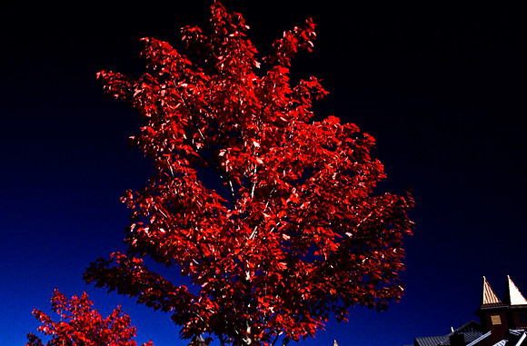 06809_B19_SL_COLOR_VANCOUVER_BC_WS_97_16.jpg