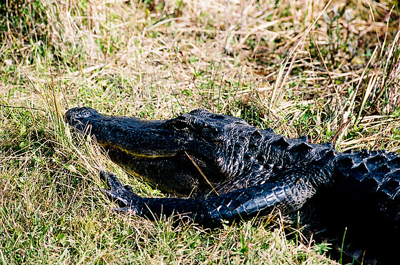 84694_EVERGLADES 33942R5__Azuley-R5-2A