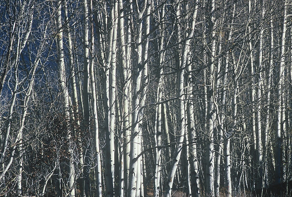 47444_B5_SL_COLOR_TWIN_LAKE_SAN_ISRAEL_NAT_FORREST_COLORADO_WY_97_04