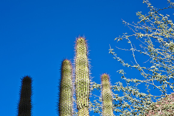 0031_La_Arizona_5L8Y5303