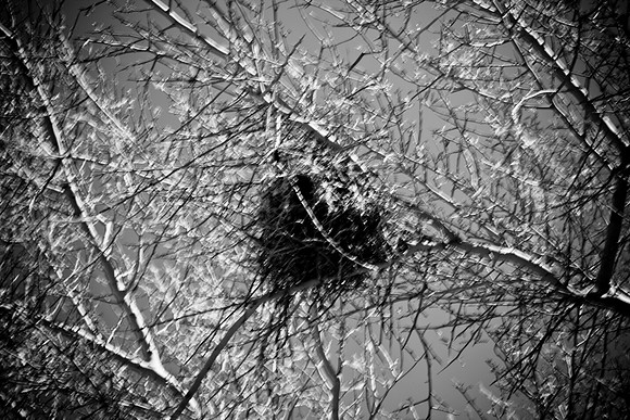 0031_La_Arizona_5L8Y5566