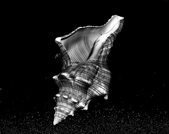 42433_FM_4X5_BW_MUREX_SHELLS_FL_04_20.jpg