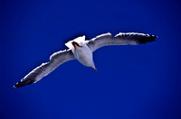 47950_B18_SL_COLOR_17_MILE_DRIVE_COAST_CA_97_03.jpg