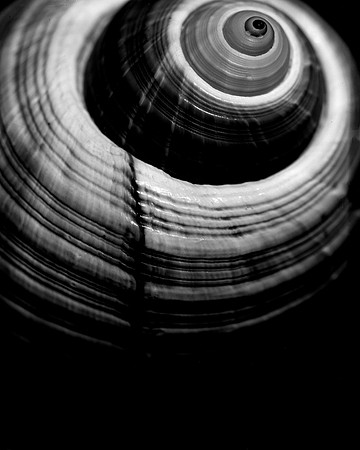 42426_FM_4X5_BW_GIANT_TUM_FL_04_03.jpg
