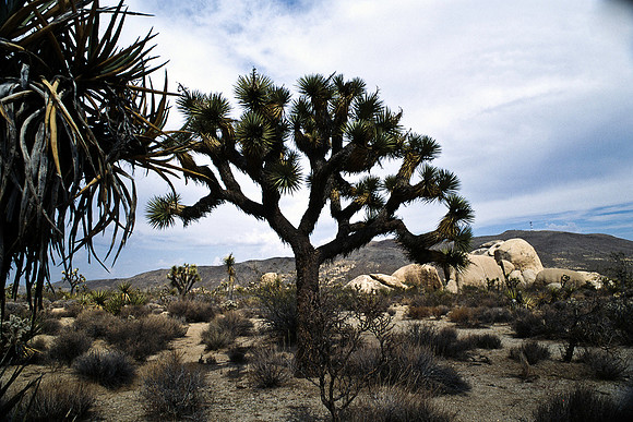 47912_B17_SL_COLOR_JOSHUA TREE_CA_97_17.jpg