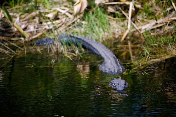 84673_ZV4N_1383_Everglades_Shark_Valley_FL_USA