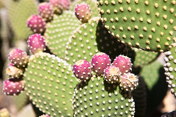 0031_La_Arizona_5L8Y5251