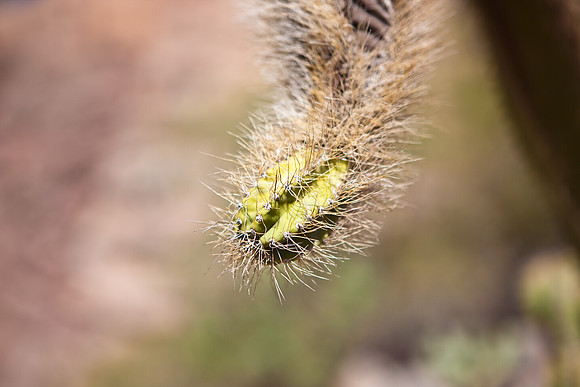 0031_La_Arizona_5L8Y5325
