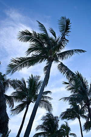 85768_FL_DG_ZV4N5565