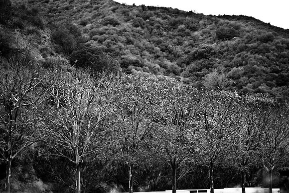 36120_DG_CALIFORNIA_USA_2007_ZV4N_0403-2