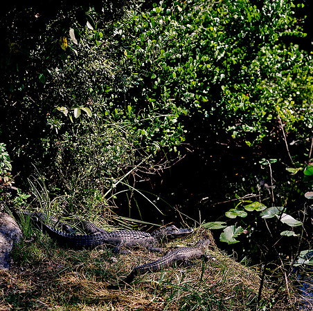 84694_EVERGLADES 33932_AZ1207-R4-E047