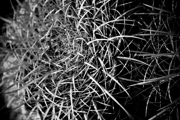0031_La_Arizona_5L8Y5099