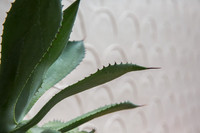 20140705__Fisher_Flower_Plants_9C7C8208