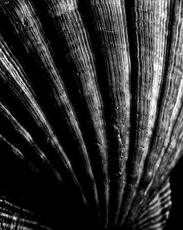 42453_FM_4X5_BW_LION_PAW_SHELLS_FL_04_09.jpg