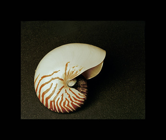 42473_Shells_B_40_30_Black