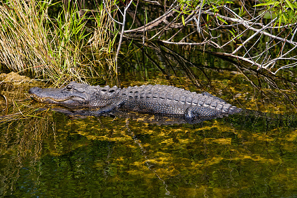 84673_ZV4N_1395_Everglades_Shark_Valley_FL_USA