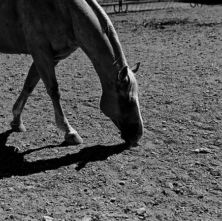 36100_BW_SQ_MT_WHITE_FISH_03_4.jpg