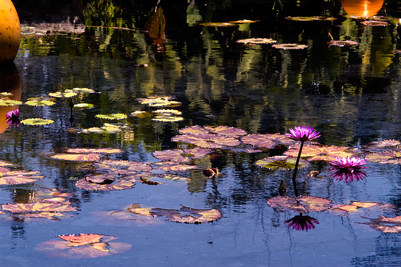 84775_DSC_0105_Fairchild_Garden_Miami_FL_USA
